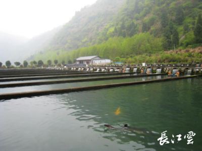 湖北通山縣闖王鎮三步棋“闖”出綠色新天地，推動生態環境材料銷售