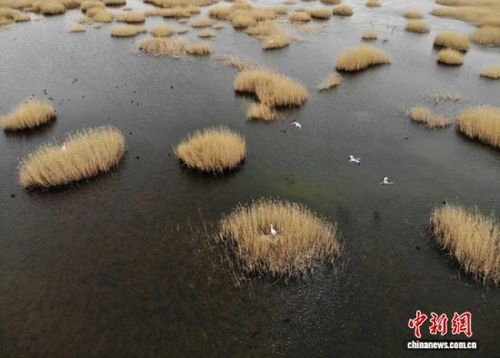 武威生態(tài)新畫(huà)卷 雪豹做客，黃沙披綠，生態(tài)材料銷(xiāo)售前景廣闊